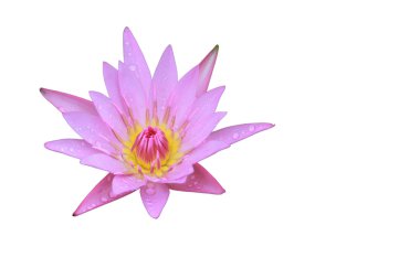 Pembe Lotus çiçek üst yan görünümü havuzda damla su üzerinde petal vardır.