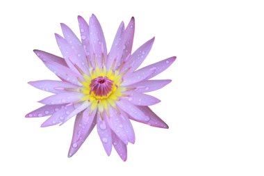 Mor Lotus çiçek üstten görünüm havuzda damla su üzerinde petal vardır.