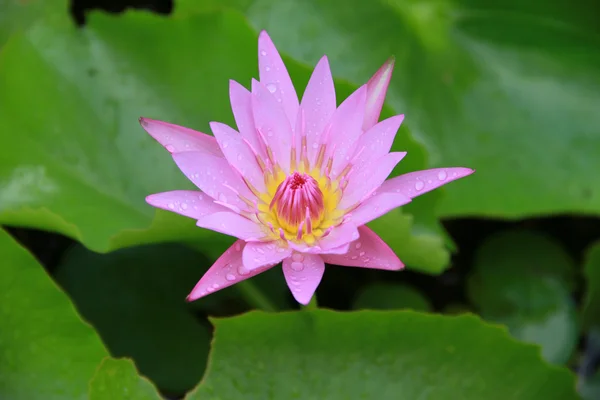 Pink Lotus flower top side view in the pool has some drop water on the petal, symbol of purity and Buddhism