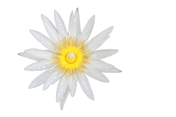 Яскраво-біла квітка Лотоса зверху в басейні має краплинну воду на пелюстці — стокове фото