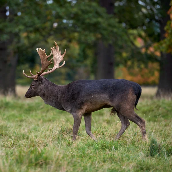 Nahaufnahme Damhirsche stehen im Herbstholz — Stockfoto