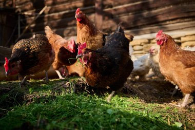 Geleneksel bir çiftlikte antibiyotik kullanmadan organik tavuk çiftliği.