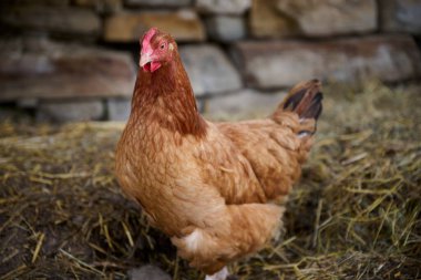 Geleneksel bir çiftlikte antibiyotik kullanmadan organik tavuk çiftliği.