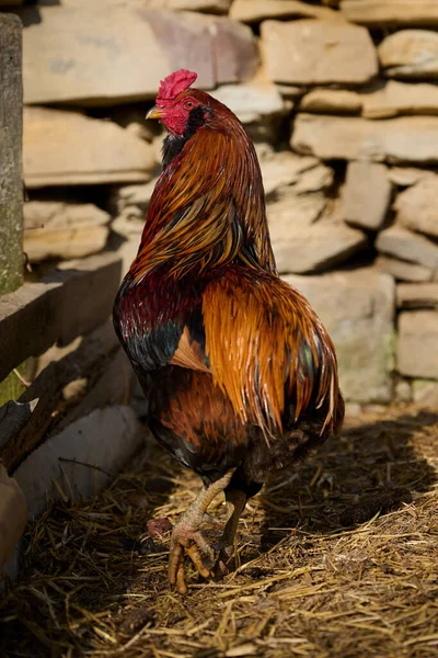 Pollo Ecológico Sin Antibióticos Una Granja Tradicional — Foto de Stock