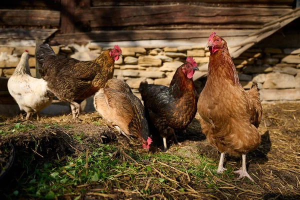 Criação Biológica Galinhas Sem Antibióticos Uma Fazenda Tradicional — Fotografia de Stock