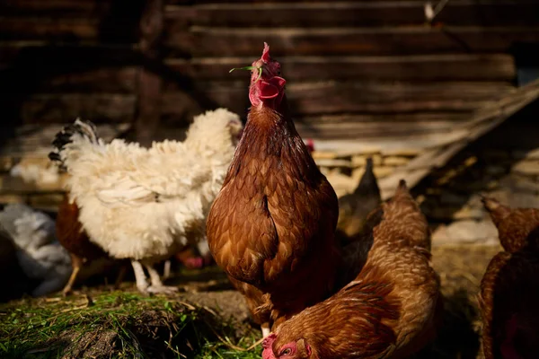 Βιολογική Εκτροφή Κοτόπουλων Χωρίς Αντιβιοτικά Παραδοσιακή Εκμετάλλευση — Φωτογραφία Αρχείου