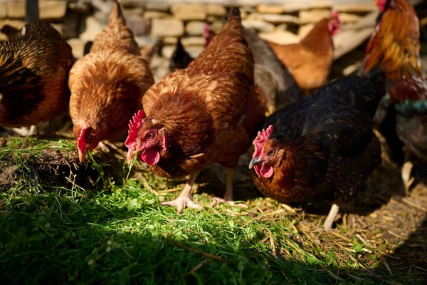 Criação Biológica Galinhas Sem Antibióticos Uma Fazenda Tradicional — Fotografia de Stock