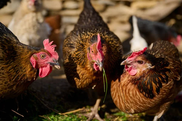 Criação Biológica Galinhas Sem Antibióticos Uma Fazenda Tradicional — Fotografia de Stock