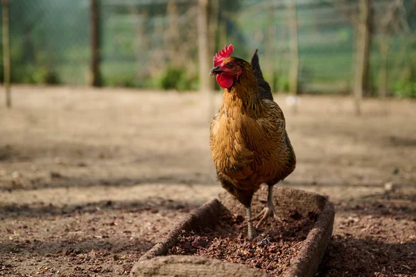 Ökológiai Csirketenyésztés Antibiotikum Nélkül Egy Hagyományos Gazdaságban — Stock Fotó