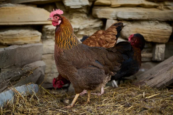 Pollo Ecológico Sin Antibióticos Una Granja Tradicional — Foto de Stock