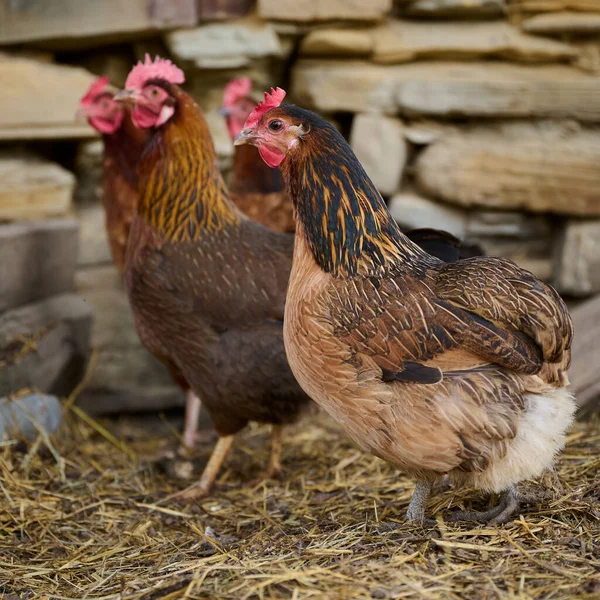 Agricultura Ecologică Pui Fără Antibiotice Într Fermă Tradițională — Fotografie, imagine de stoc