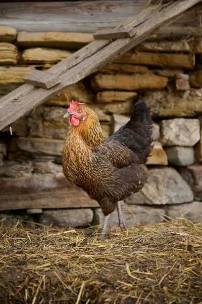 Ökológiai Csirketenyésztés Antibiotikum Nélkül Egy Hagyományos Gazdaságban — Stock Fotó