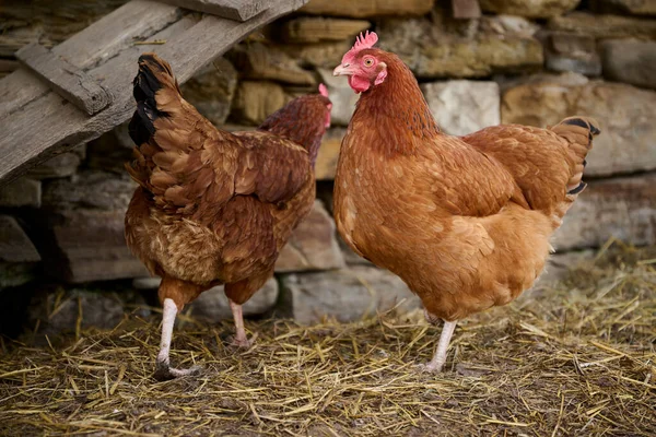 Pollo Ecológico Sin Antibióticos Una Granja Tradicional —  Fotos de Stock