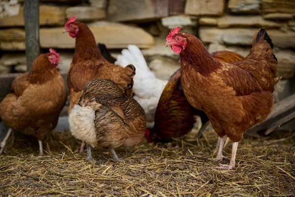 Criação Biológica Galinhas Sem Antibióticos Uma Fazenda Tradicional — Fotografia de Stock