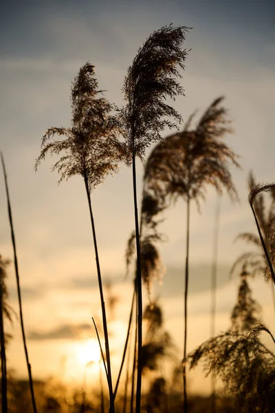 Wild Hoog Gras Warme Avondzon — Stockfoto