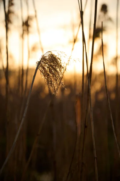 Wildes Hohes Gras Der Warmen Abendsonne — Stockfoto