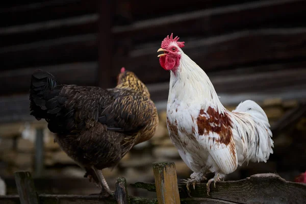 Gallo Canta Vecchio Recinto Una Gallina Sullo Sfondo — Foto Stock