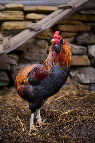 Gallo Rojo Polla Aves Domésticas — Foto de Stock