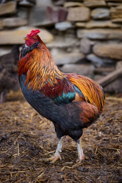 Beautiful Rooster. Concept like a boss. cool man.The winner.The greatest fighter.Rooster zodiac year.Year of rooster.