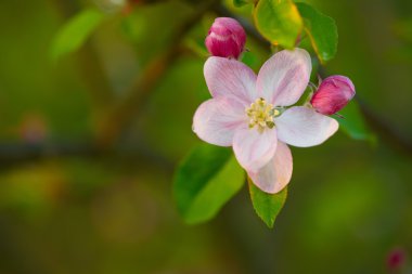 Güzel pembe çiçekler çiçek açması bir ağaç dalı