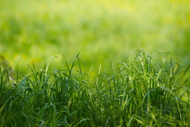 Doğal çim arka planlar ile güzellik bokeh