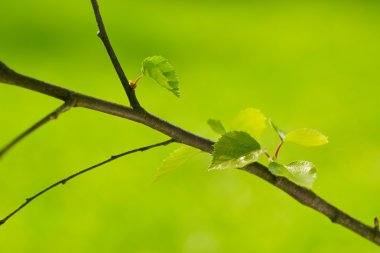 taze ve yeşil yaprak