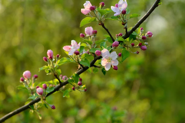 Branche d'un arbre en fleurs avec de belles fleurs roses — Photo
