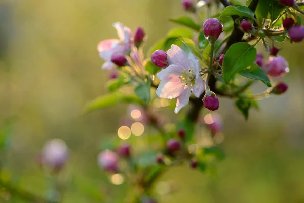 Branche d'un arbre en fleurs avec de belles fleurs roses — Photo