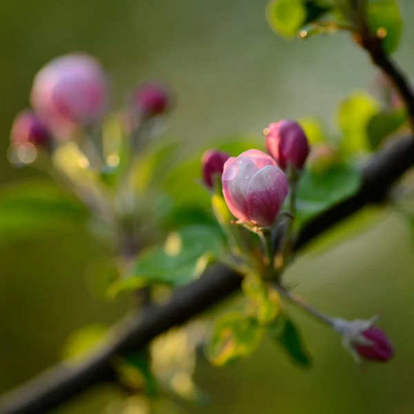 Branche d'un arbre en fleurs avec de belles fleurs roses — Photo