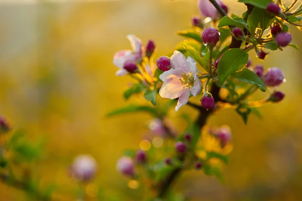 Branche d'un arbre en fleurs avec de belles fleurs roses — Photo