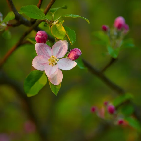 Branche d'un arbre en fleurs avec de belles fleurs roses — Photo