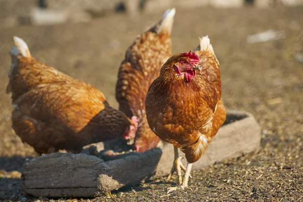 伝統的な自由範囲の養鶏場の鶏場 — ストック写真