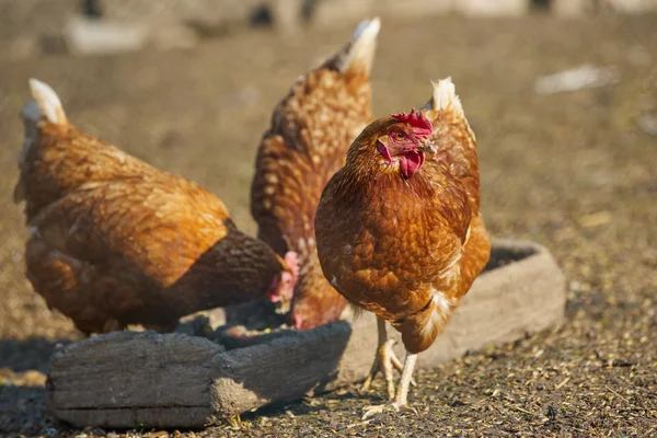 Galinhas na tradicional fazenda de aves de capoeira ao ar livre — Fotografia de Stock