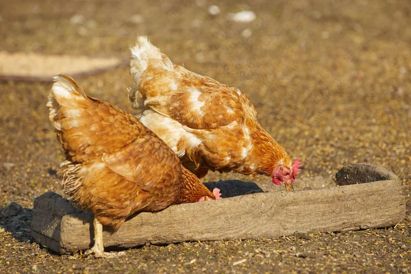 Galinhas na tradicional fazenda de aves de capoeira ao ar livre — Fotografia de Stock