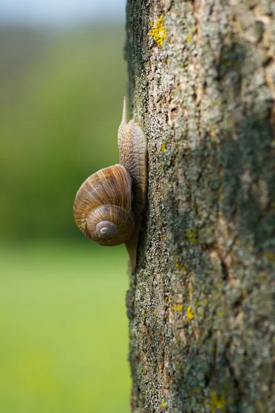 Snail in the garden on a tree — Stock Photo, Image