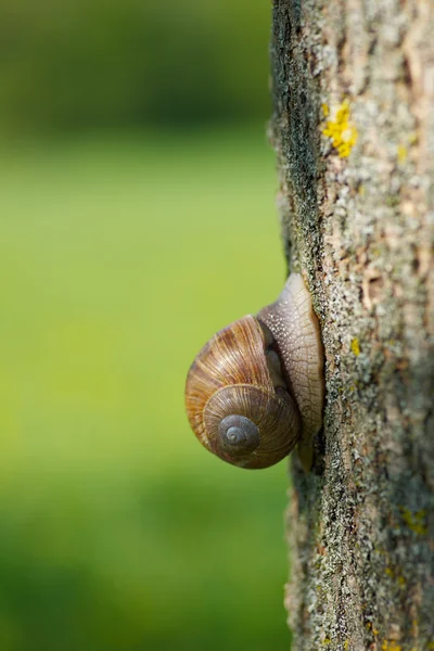 Caracol en el jardín en un árbol — Foto de Stock