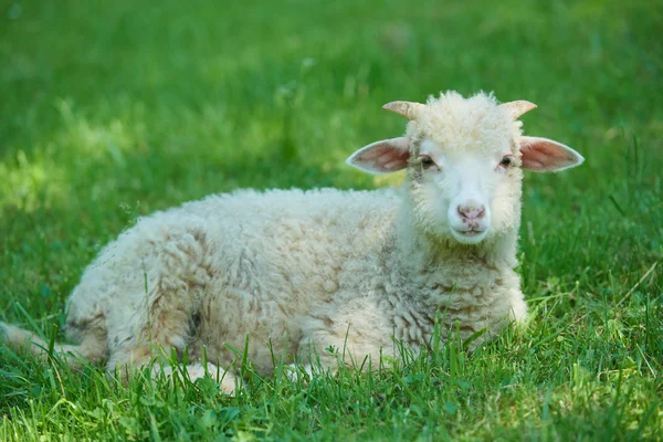 Owiec, leżąc na trawie — Zdjęcie stockowe