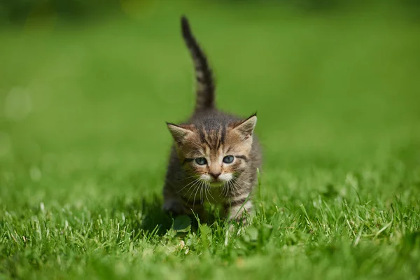 Pequeño gatito en la hierba —  Fotos de Stock