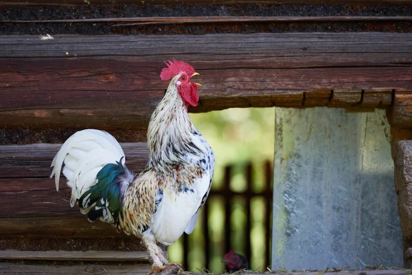 rooster or chickens on traditional free range poultry farm