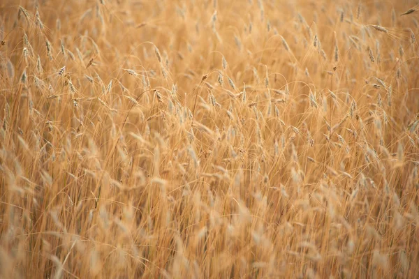 Golden wheat field and sunny day — Stock Photo, Image