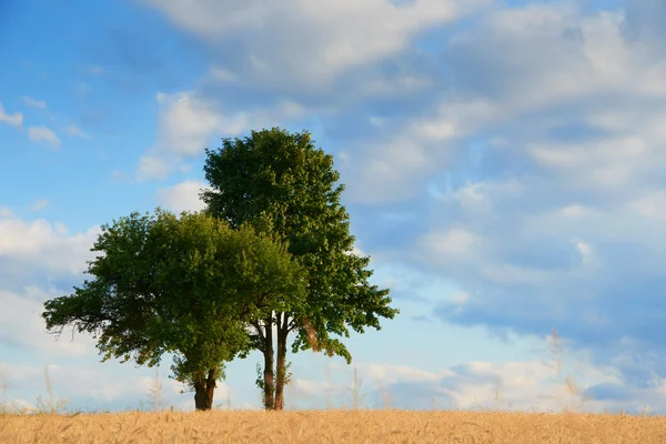 Vecchi alberi verdi in mezzo a un campo — Foto Stock