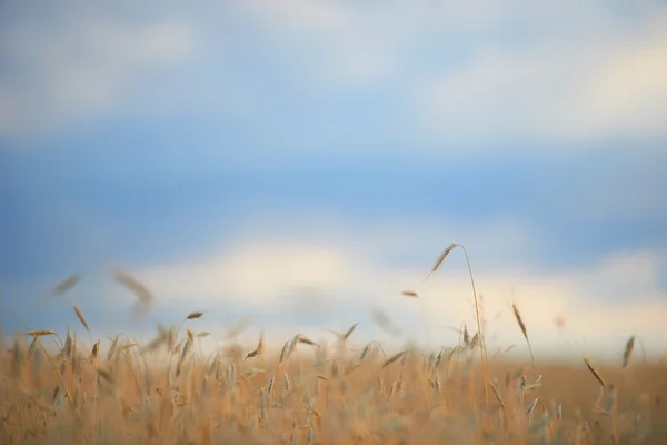 Campo de trigo dourado e dia ensolarado — Fotografia de Stock