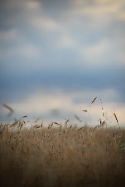 Annata campo di grano dorato e giornata di sole — Foto Stock