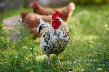 Geleneksel tavuk çiftliğinde horoz ya da tavuk 