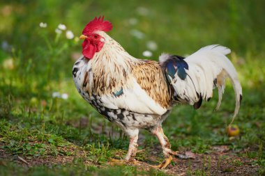 Geleneksel tavuk çiftliğinde horoz ya da tavuk 