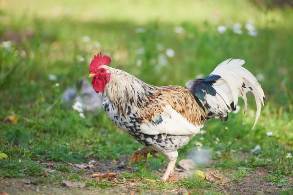 Tupp eller kyckling på traditionell frigående fjäderfäfarm — Stockfoto