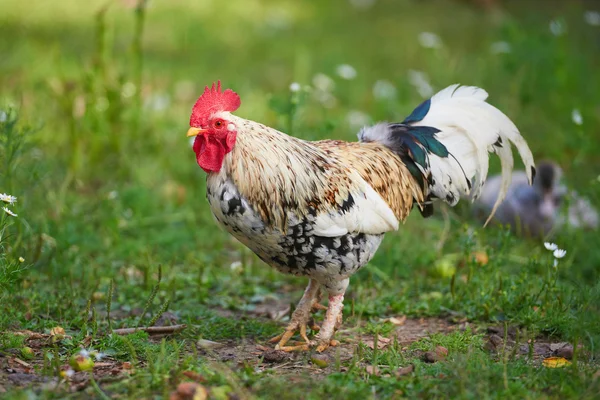 Kohout nebo kuře na tradiční drůbeží farmě volného výběhu — Stock fotografie