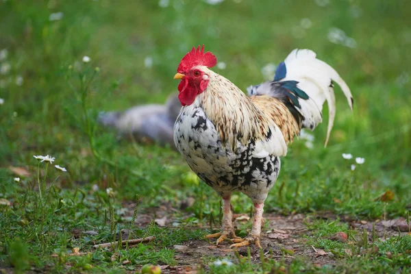 Tupp eller kyckling på traditionell frigående fjäderfäfarm — Stockfoto