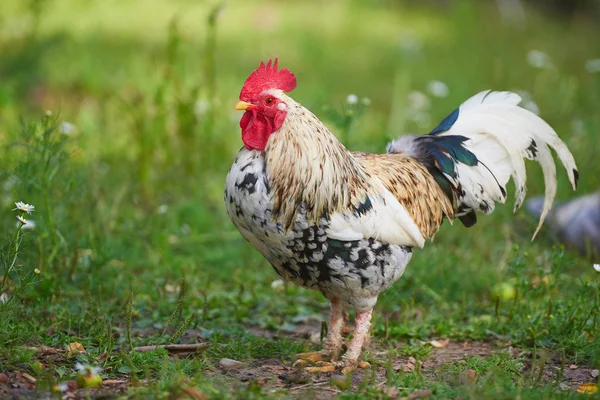 Tupp eller kyckling på traditionell frigående fjäderfäfarm — Stockfoto