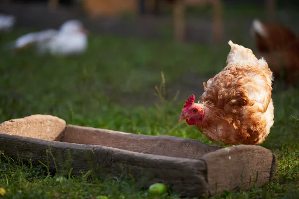 Pollo en granja de aves de corral tradicional — Foto de Stock